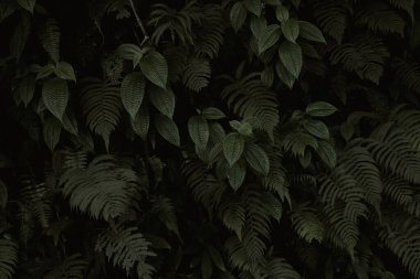 Üst üste binen eğreltiotu yaprakları ve düşük ışıkta geniş damarlı yaprakları olan koyu yeşil yapraklar. Bu atmosferik botanik görüntü arka plan ve doğa temaları için idealdir.