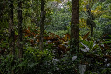 Yoğun yeşil yapraklı yemyeşil bir yağmur ormanının manzarası, yosun kaplı uzun ağaçlar ve canlı çalılıklar. sakin ve el değmemiş bir atmosferi olan orman manzarası.