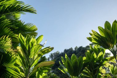 Parlak tropikal yapraklar ve açık mavi gökyüzüne uzanan yeşil yapraklar. Doğa, seyahat, rahatlama ve sürdürülebilirlik temaları için ideal.