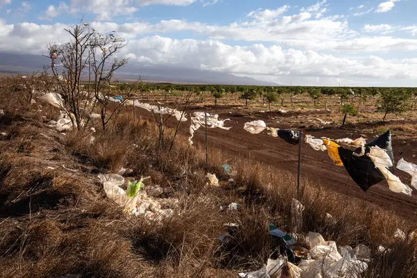 Plastik torbalar ve molozlar kuru, çimenli bir tarlaya saçılmış ve çiftlik arazisi yakınlarındaki bir çite dolanmış. Görüntü, plastik kirliliğinin çevresel etkisini gösteriyor. Atık yönetimi bilincini artırıyor.