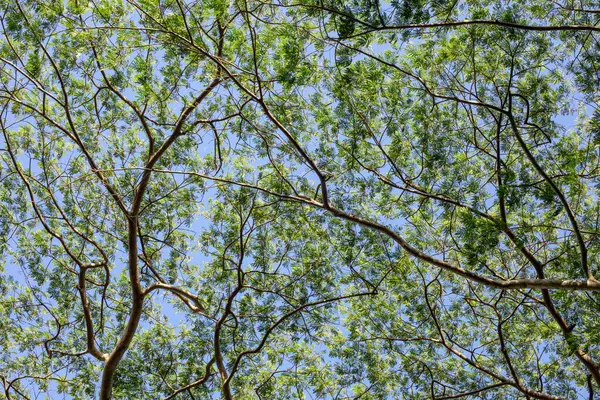 İnce dallı ağaç tepe örtüsünün yukarıdaki manzarasında açık mavi bir gökyüzüne serilmiş taze yeşil yapraklar. Dalların ve yaprakların karmaşık doğal deseni doğa temalı arka planlar için mükemmeldir.