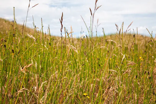 Kuzey yaz çim tarlası parçalı bulutlu bir yaz gökyüzü altında, huzurlu ve doğal bir kırsal arazi çağrıştırıyor uzun otlarla