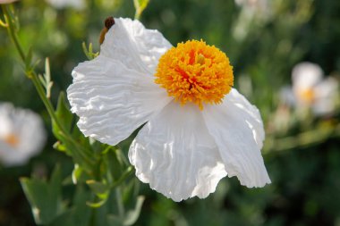 Çiçek açan bir Matilija Poppy akışının doku detaylarıyla makro görünümünü kapat