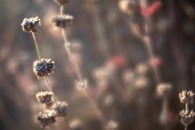 Kurumuş kır çiçeği tohumlarının yakın plan çekimleri altın arka planda parıldıyor. Yumuşak, rüya gibi bir arka planı var. Açık havada doğal ışık altında çekiliyor..