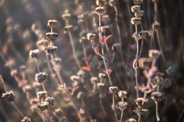 Arkadaki kurutulmuş çiçek sapları, yumuşak bokeh ile sıcak güneş ışığında parlıyordu. Mevsimsel ya da sağlıklı yaşam temaları için sakin, doğal ve rüya gibi botanik altyapı.