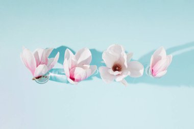 Güneş ışığı kristal bardaklarındaki manolyalar mavi arka plan ve gölgelere karşı. Asgari bahar konsepti. Üst görünüm.