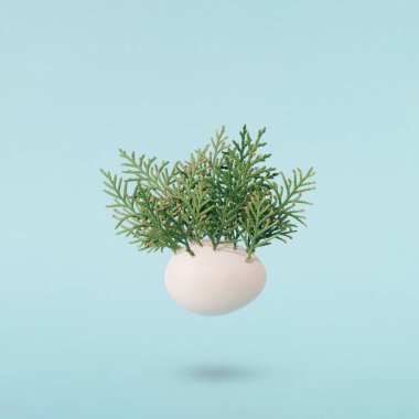 Yatay konuma getirilmiş yumurta ve yeşil thuja dallarından oluşan minimum konsept. Pastel mavi arka plan. Yaratıcı Paskalya fikri.