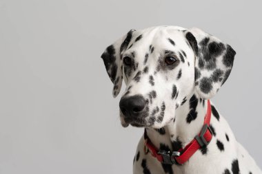 Yakın plan - Yetişkin Dalmaçyalı köpek oturuyor ve kameraya bakıyor