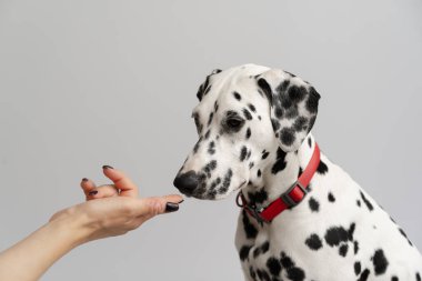 Yakın plan - Yetişkin Dalmaçyalı köpek oturuyor ve bir kadın onu elinden besliyor.