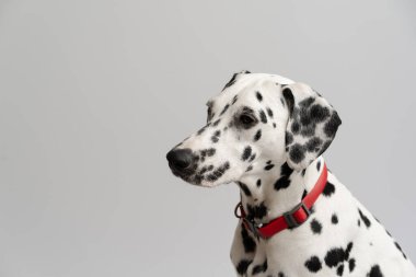 Yakın plan - güzel yetişkin Dalmaçyalı köpek beyaz arka planda oturuyor