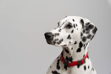 Yakın plan - güzel yetişkin Dalmaçyalı köpek beyaz arka planda oturuyor