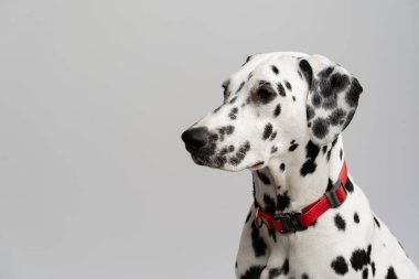 Yakın plan - güzel yetişkin Dalmaçyalı köpek beyaz arka planda oturuyor