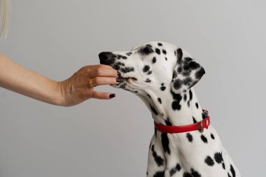 Yakın plan - Yetişkin Dalmaçyalı köpek oturuyor ve bir kadın onu elinden besliyor.