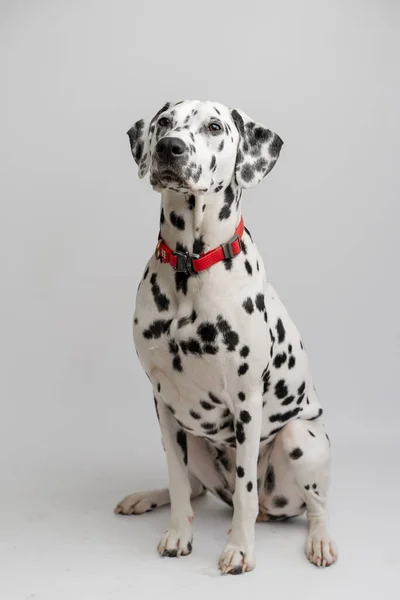 Close Piękny Dorosły Pies Dalmacji Siedzi Białym Tle — Zdjęcie stockowe