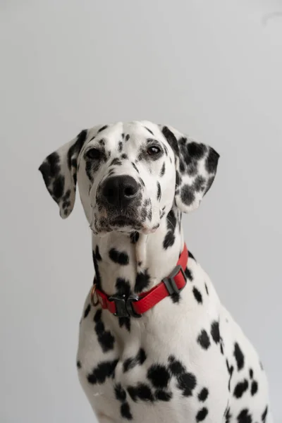Close Volwassen Dalmatische Hond Zittend Kijkend Naar Camera — Stockfoto