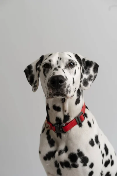 Close Volwassen Dalmatische Hond Zittend Kijkend Naar Camera — Stockfoto