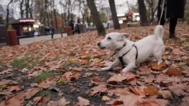 Köpek cinsi Jack Russell Terrier parkta tasmalı bir köpek gördüğünde agresif bir şekilde havlar.