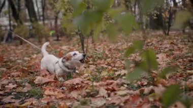Köpek cinsi Jack Russell Terrier parkta tasmalı bir köpek gördüğünde agresif bir şekilde havlar.