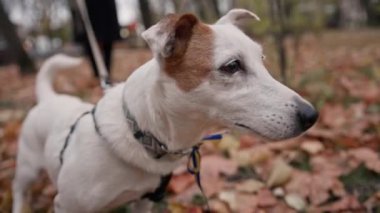 Köpek ırkı Jack Russell Terrier parkta tasmalı.
