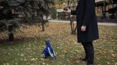 Adamın biri Greyhound köpeğine top atıyor ve dişi ağzında, köpekle oynarken yakalıyor.