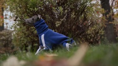 Parkta takım elbiseli bir tazı yavrusu bir topla oynuyor, mutlu köpek.