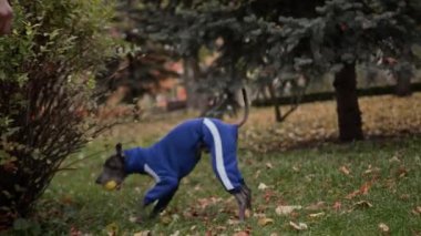 Parkta takım elbiseli bir tazı yavrusu bir topla oynuyor, mutlu köpek.