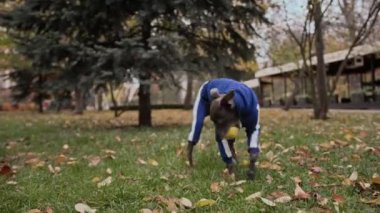 Parkta takım elbiseli bir tazı yavrusu bir topla oynuyor, mutlu köpek.