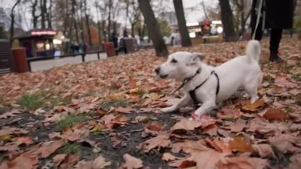 Kutyafajta Jack Russell Terrier Pórázon Parkban Agresszívan Ugat Amikor Meglátja — Stock videók