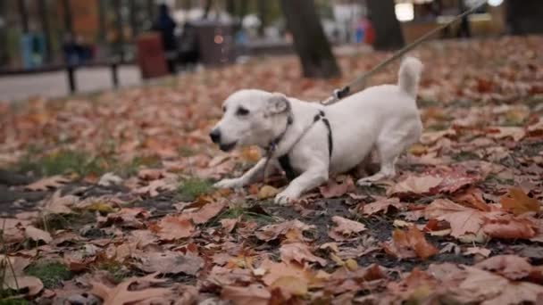 Anjing Jenis Jack Russell Terrier Pada Tali Taman Agresif Menggonggong — Stok Video