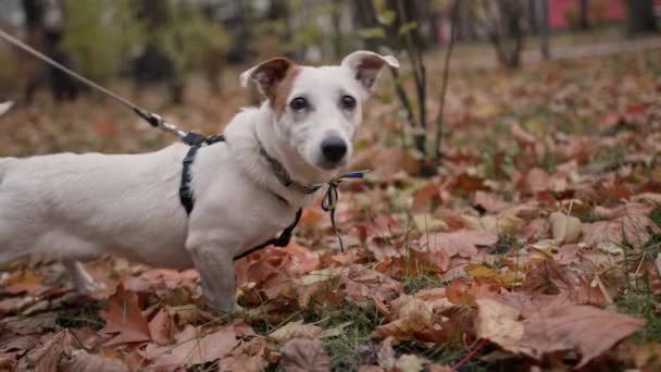 狗品种杰克罗素特里耶在公园的皮带上 — 图库视频影像