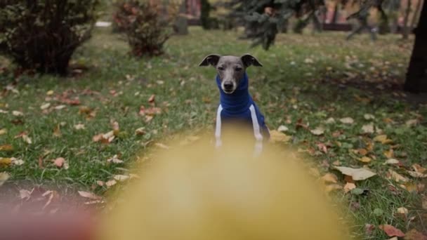 Seorang Pria Melempar Bola Anjing Greyhound Dan Dia Menangkapnya Dengan — Stok Video