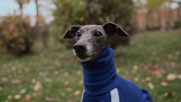Hondenras Italiaanse Greyhound Het Park Pak — Stockvideo