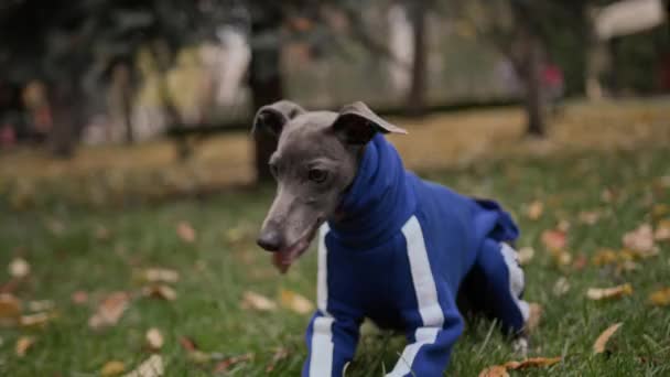 ตาล Greyhound ในสวนสาธารณะในช — วีดีโอสต็อก