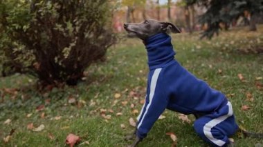 Köpek cinsi İtalyan Greyhound parkta takım elbiseli.