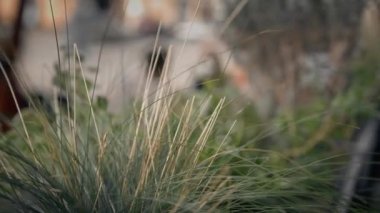 Randevu - Erkek ve kadın restoranın terasında oturuyorlar, pizza, kokteyl