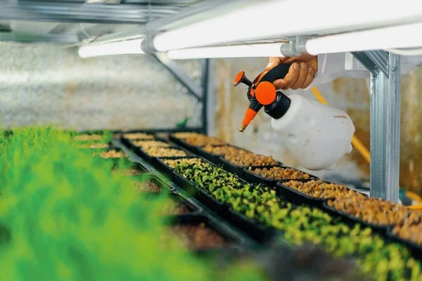 Farmer Works Indoor Farm Planting Microgreens Selection Seeds Watering Sprouts — Stock Photo, Image