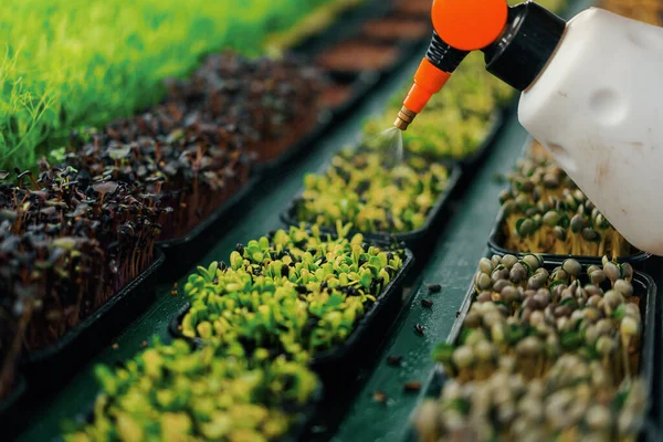 Petani Bekerja Dalam Ruangan Pertanian Menanam Microgreens Seleksi Benih Dan — Stok Foto