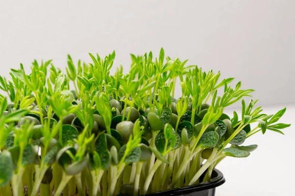 Microgreens Plantados Recipiente Negro Brotes Guisantes Jóvenes Granja Microverdes Eco —  Fotos de Stock