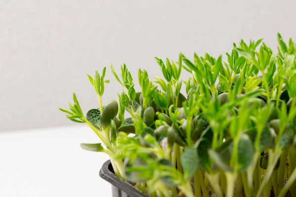 Microgreens Plantados Recipiente Negro Brotes Guisantes Jóvenes Granja Microverdes Eco —  Fotos de Stock
