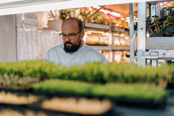 Farmer Looking Sprouts Microgreens Shelves Vertical Farm Eco Food Growing — Stock Photo, Image