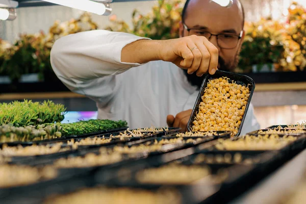 Boer Controleert Microgreens Spruiten Planken Van Verticale Boerderij Eco Voedsel — Stockfoto