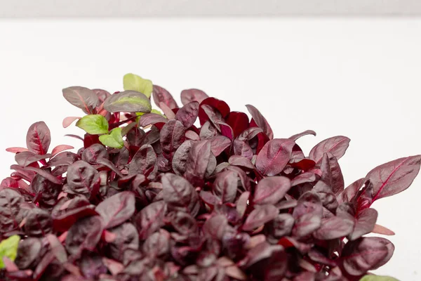 Microgreens Planted Black Container Young Sprouts Red Basil Microgreen Farm — Stock Photo, Image