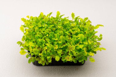 Mikro yeşiller, mikroyeşil eko gıda çiftliğinde taze marul filizlerinin olduğu siyah bir kabın içine ekilmiş.