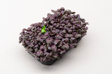 Mikro yeşiller siyah bir kabın içine ekilmiş taze kırmızı fesleğen filizleri mikro yeşil tarım ekosisteminde yakın plan yiyecek.