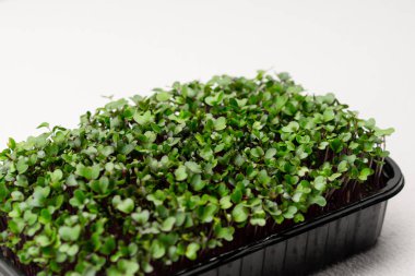 Mikro yeşiller siyah bir kabın içine ekilmiş taze turp filizleri mikro yeşil tarım ekosisteminde yakın plan.