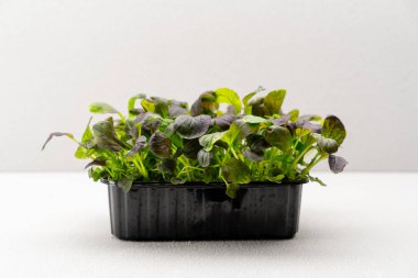 Mikro yeşiller siyah bir kabın içine ekilmiş taze hardal filizleri mikro yeşil tarım ekosisteminde yakın plan.