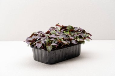 Fesleğen yaprakları Aromatik baharat konteynır çiftliği mikro yeşillikler yakın çekim eko gıda konsepti