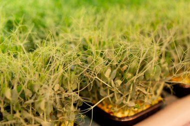 Yakın plan büyüyen mikro yeşiller organik tarım konsepti bezelye filizleri sıraları sağlıklı eko gıdalar