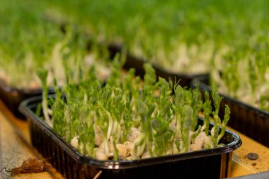 Yakın plan büyüyen mikro yeşiller organik tarım konsepti bezelye filizleri sıraları sağlıklı eko gıdalar