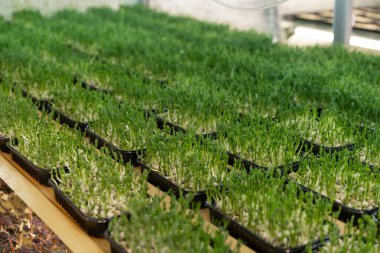 Büyüyen mikroyeşillikler organik tarım kavramı bezelye filizleri sağlıklı eko gıdalar.